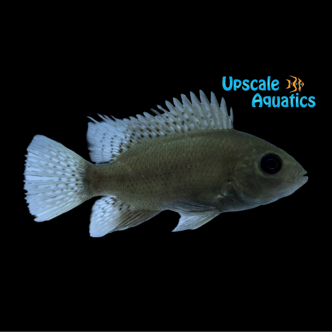 Pantano Cichlid (Herichthys pearsei)