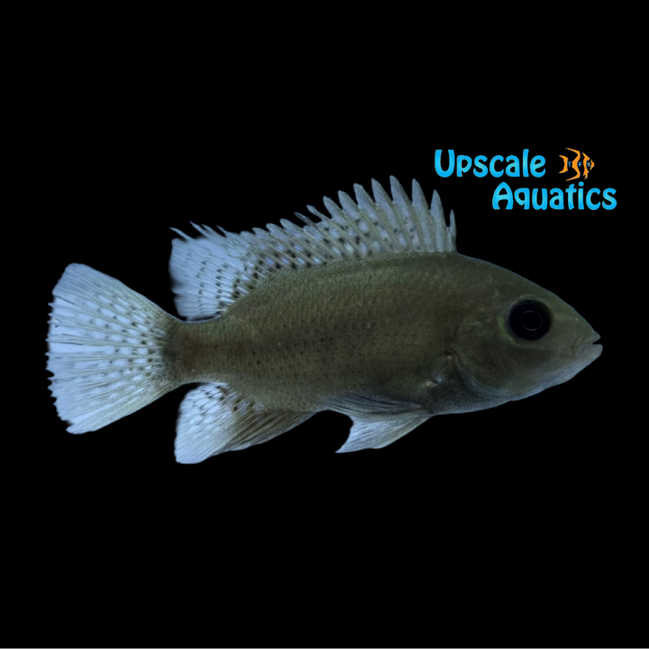 Pantano Cichlid (Herichthys pearsei)