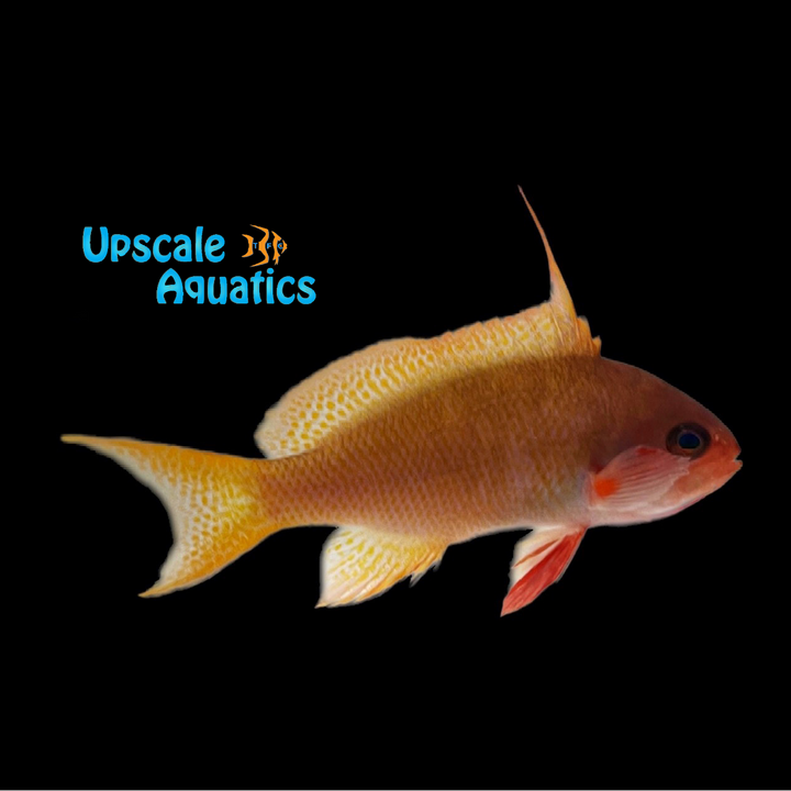 Huchtii Anthias (Pseudanthias huchtii)