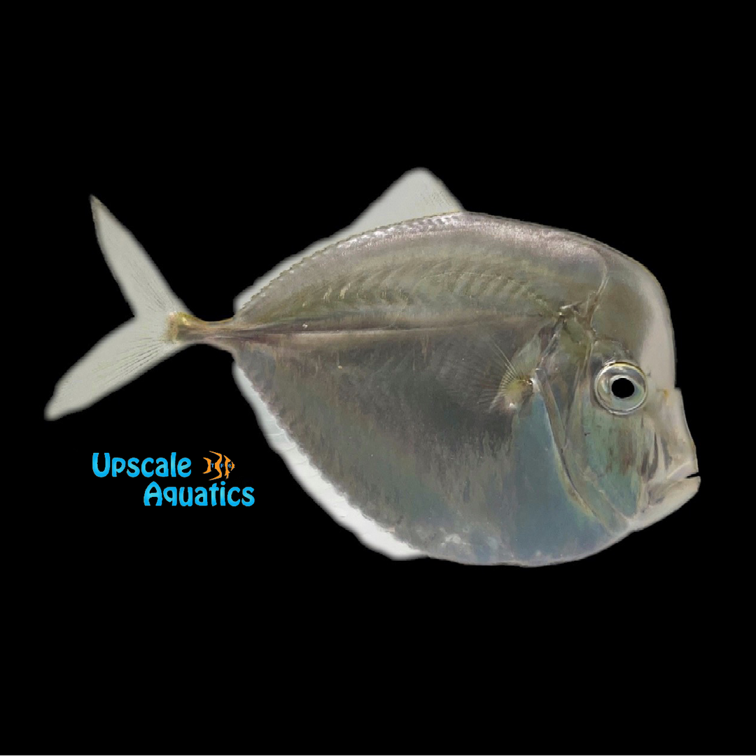 Atlantic Moonfish (Selene setapinnis)