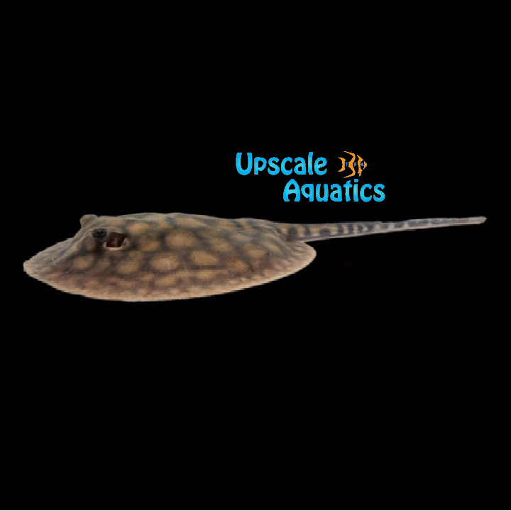 Marbled Motoro Stingray - Captive Bred (Potamotrygon motoro)