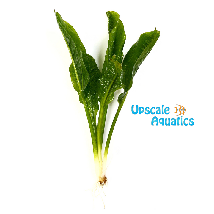 Rosette Sword (Echinodorus parviflorus)