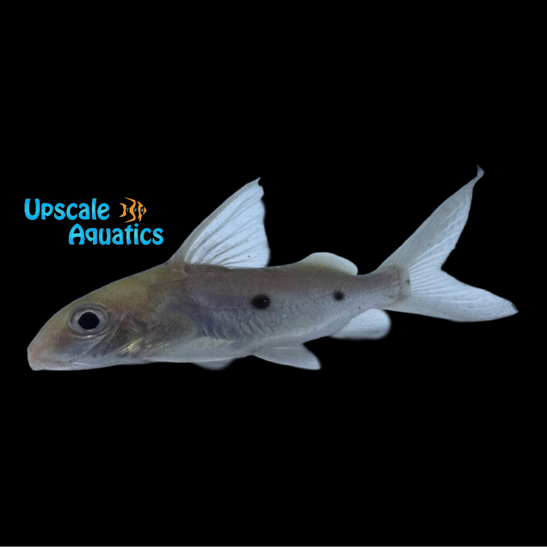 Two Spot Synodontis (Synodontis nummifer)