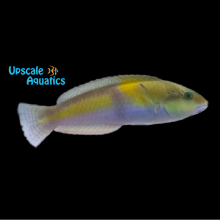 Yellowhead 'Neon' Wrasse (Halichoeres garnoti)