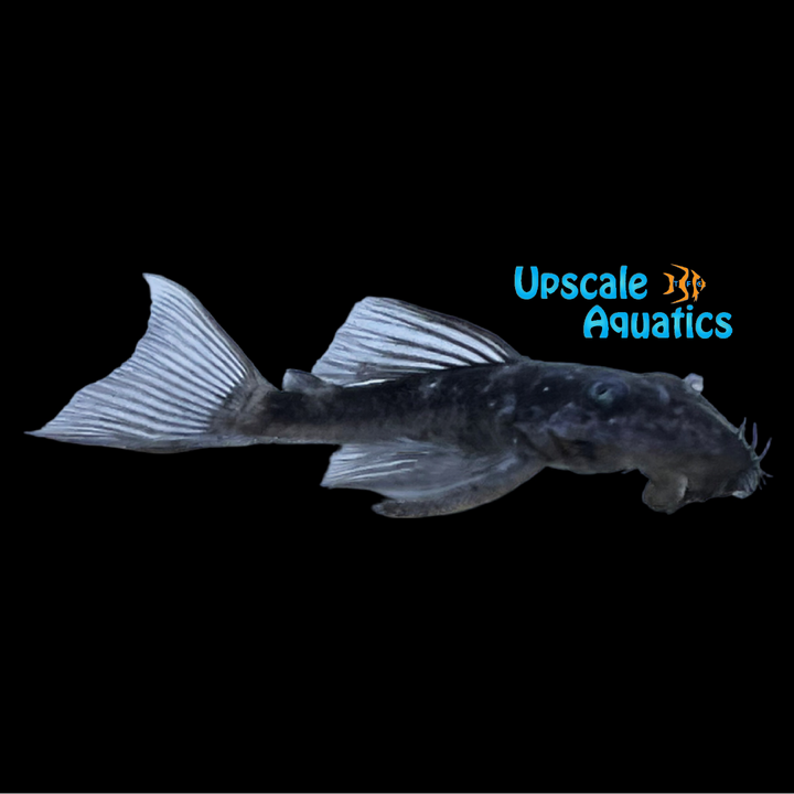 Blue Medusa Pleco LDA074 (Ancistrus macrophthalmus)