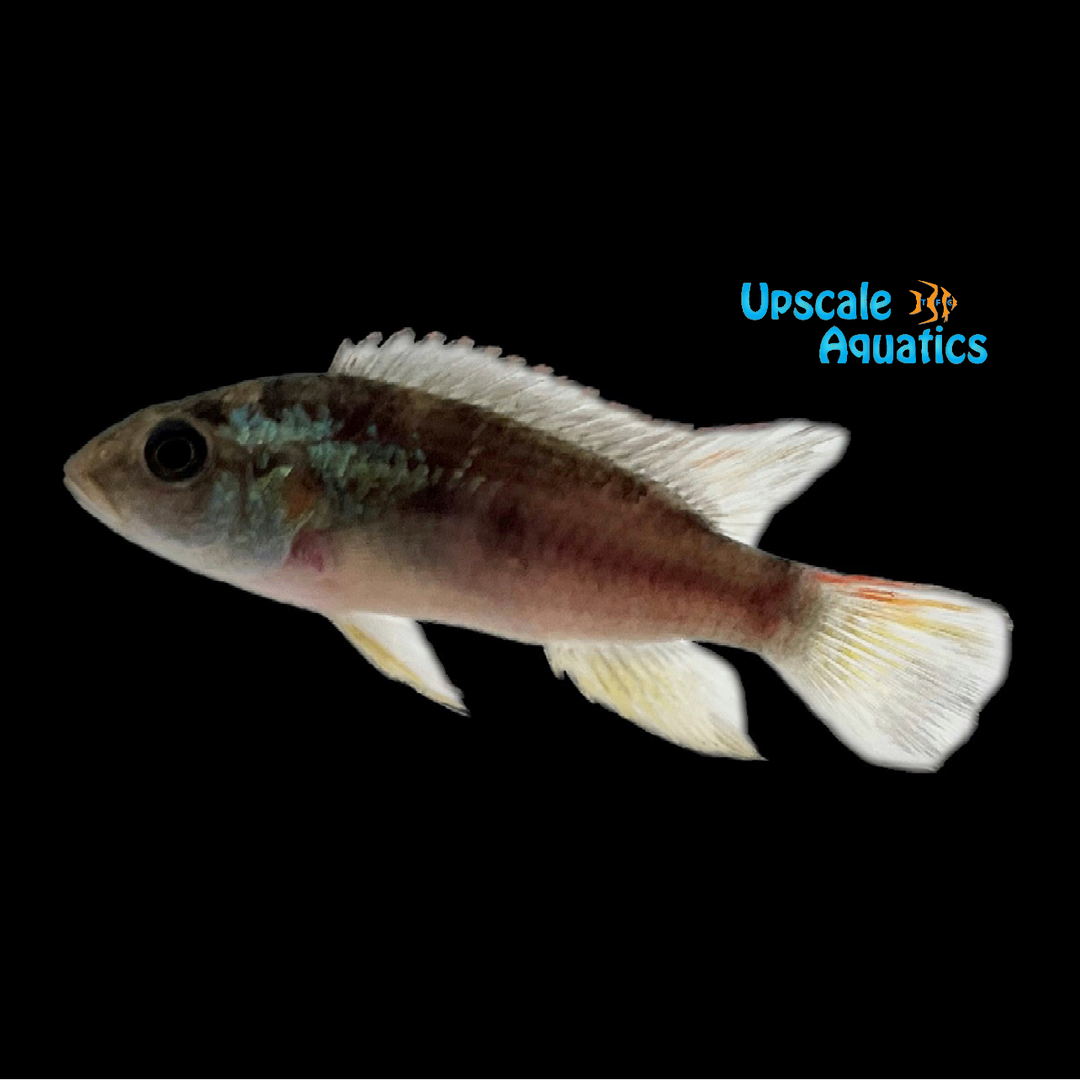 Benitochromis Finleyi