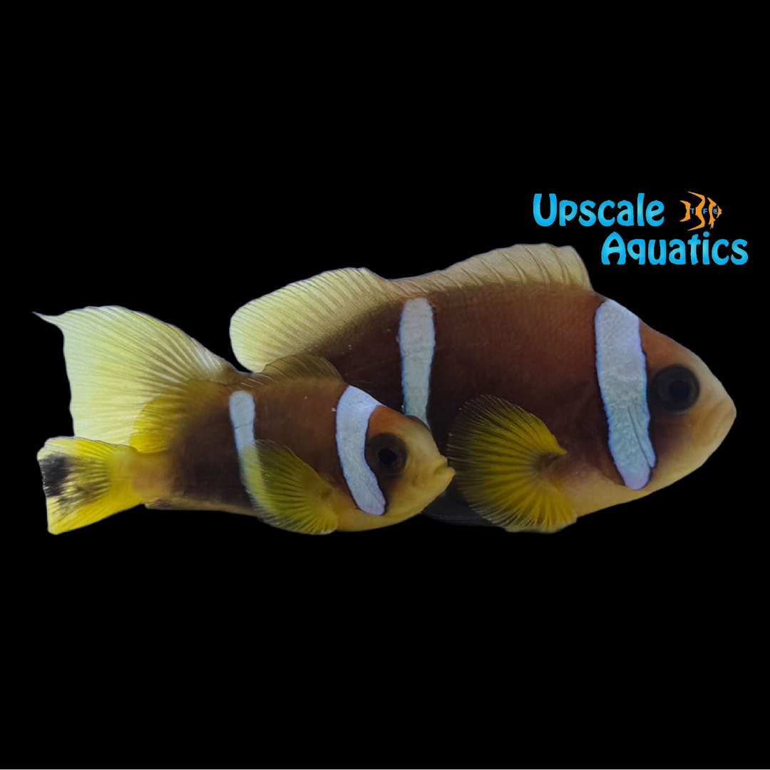 Oman Clownfish - Captive Bred (Amphiprion omanensis)