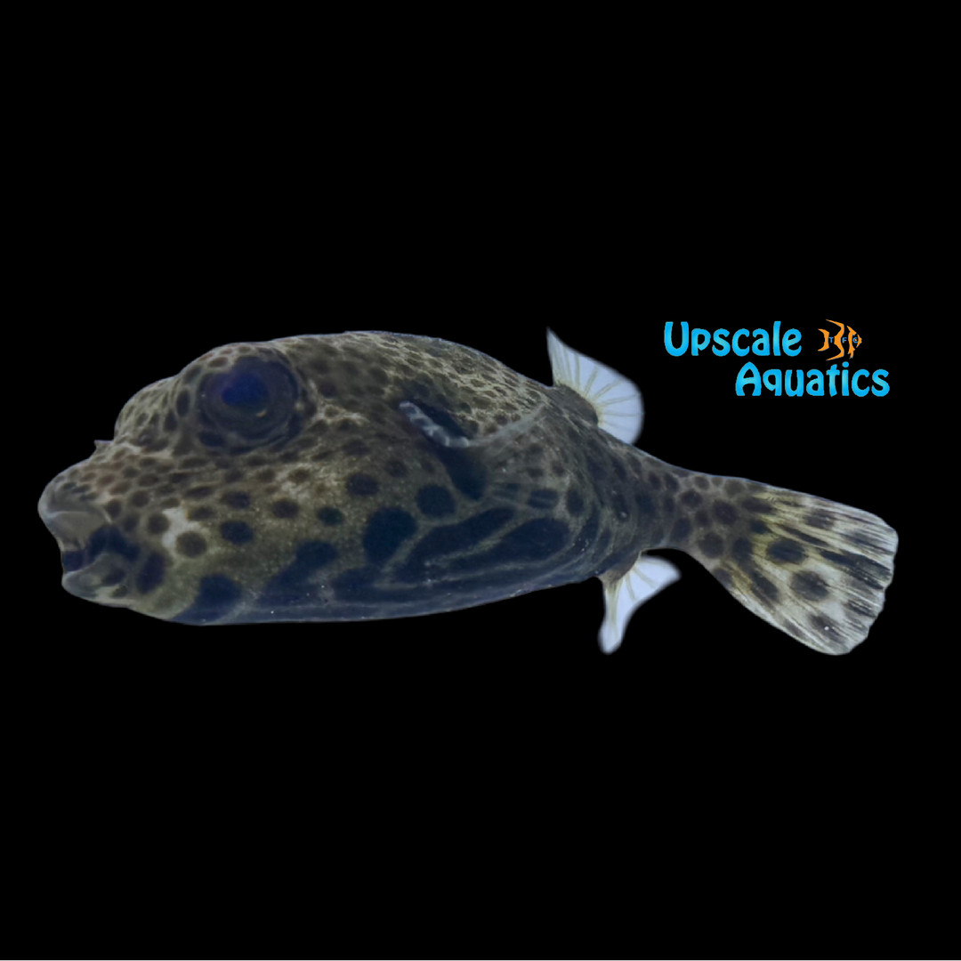 Starry Puffer (Arothron stellatus)