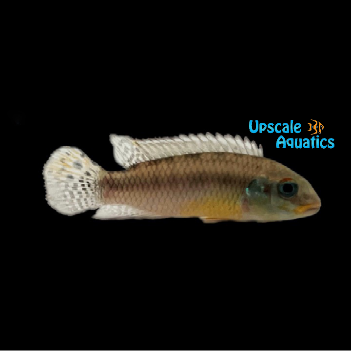 Kribensis Cichlid 'Idenau' (Pelvicachromis kribensis 'Idenau')