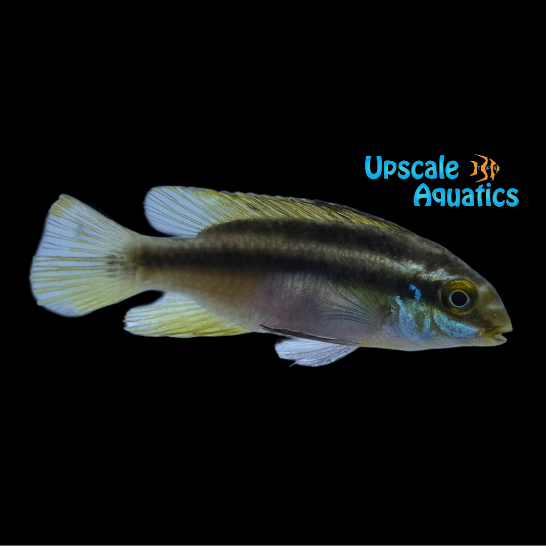 Rainbow Kribensis (Pelvicachromis sacrimontis)