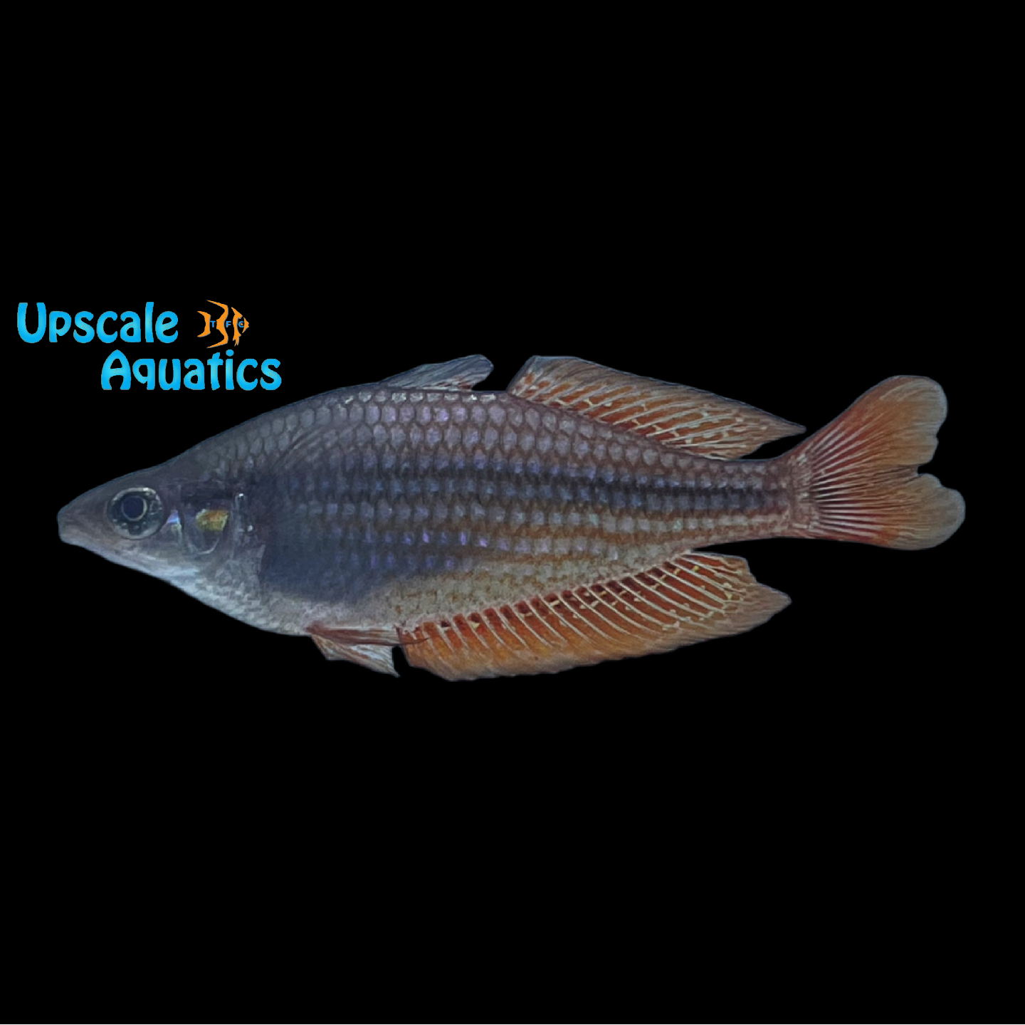 Zig Zag Rainbowfish (Glossolepis dorityi) – Upscale Aquatics