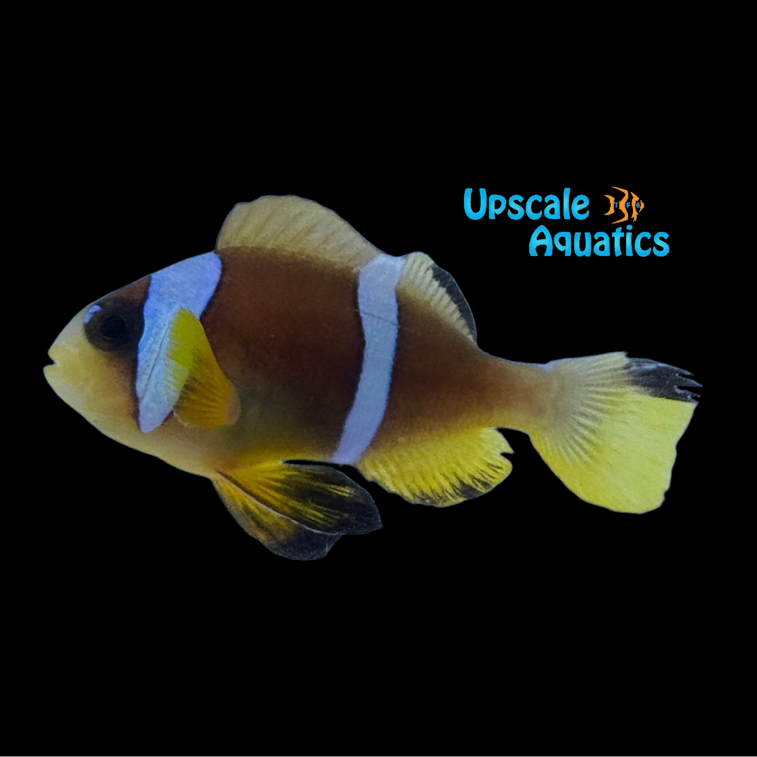 Pearl Eye Bicinctus Clownfish (Amphiprion bicinctus)