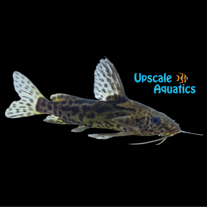 Synodontis Waterloti