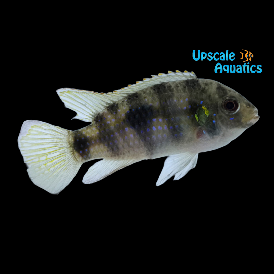 African Butterfly Cichlid (Anomalochromis thomasi)