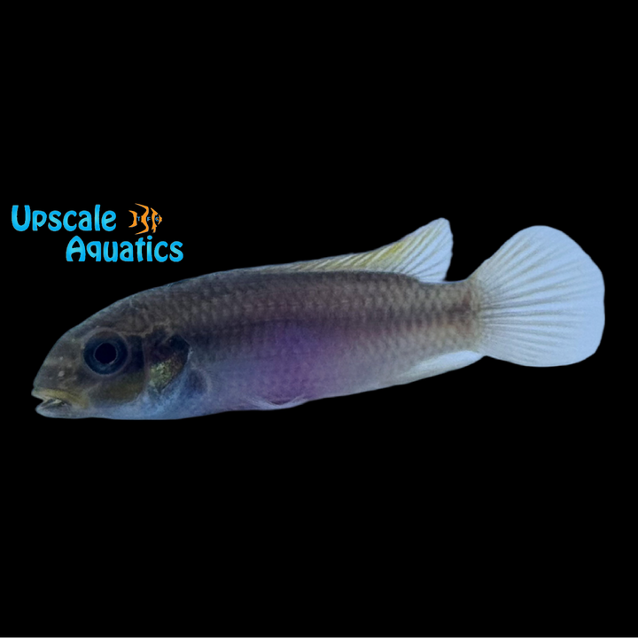 Kribensis Cichlid 'Lokunje' (Pelvicachromis taeniatus 'Lokunje')