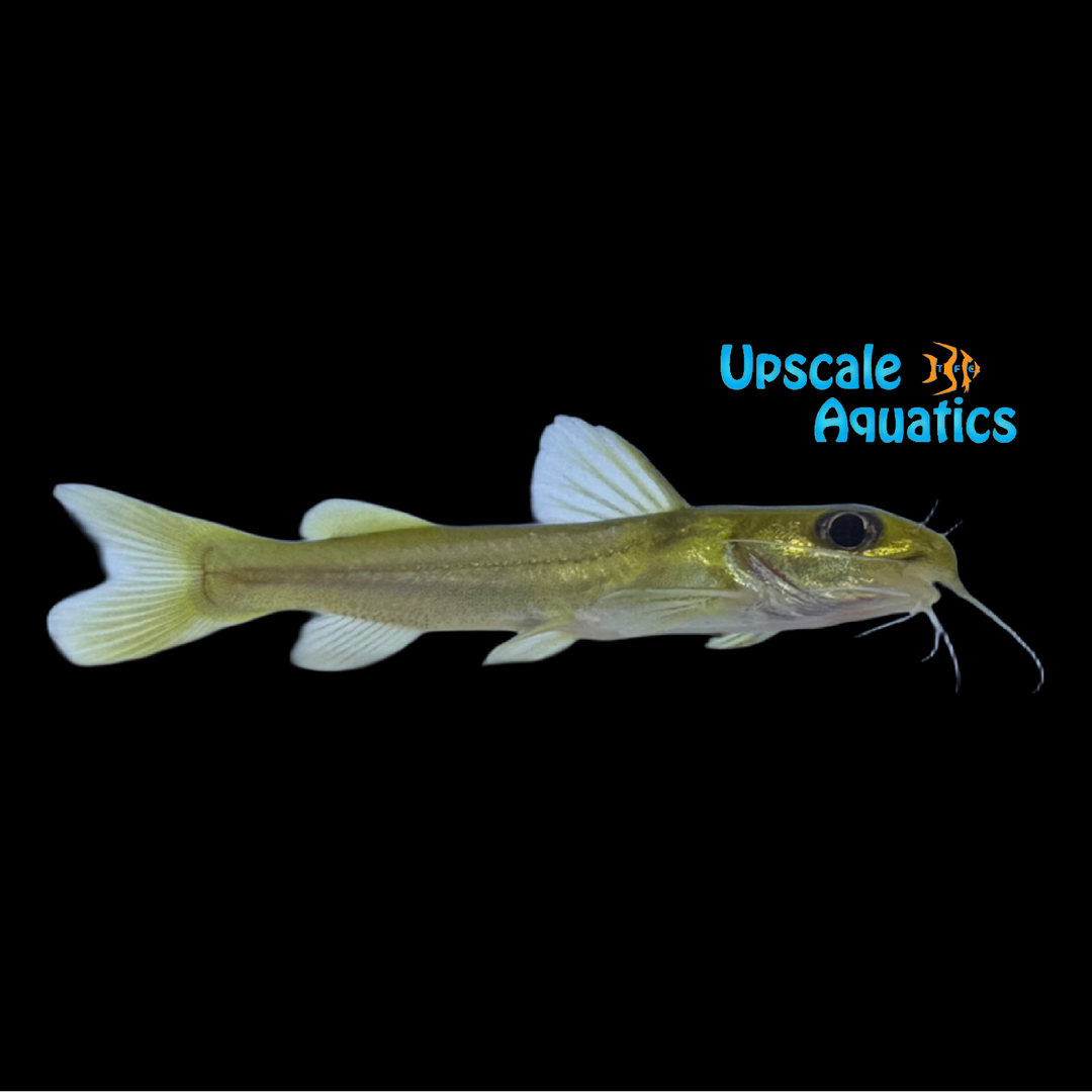 Golden Nile Catfish (Chrysichthys cf. auratus)