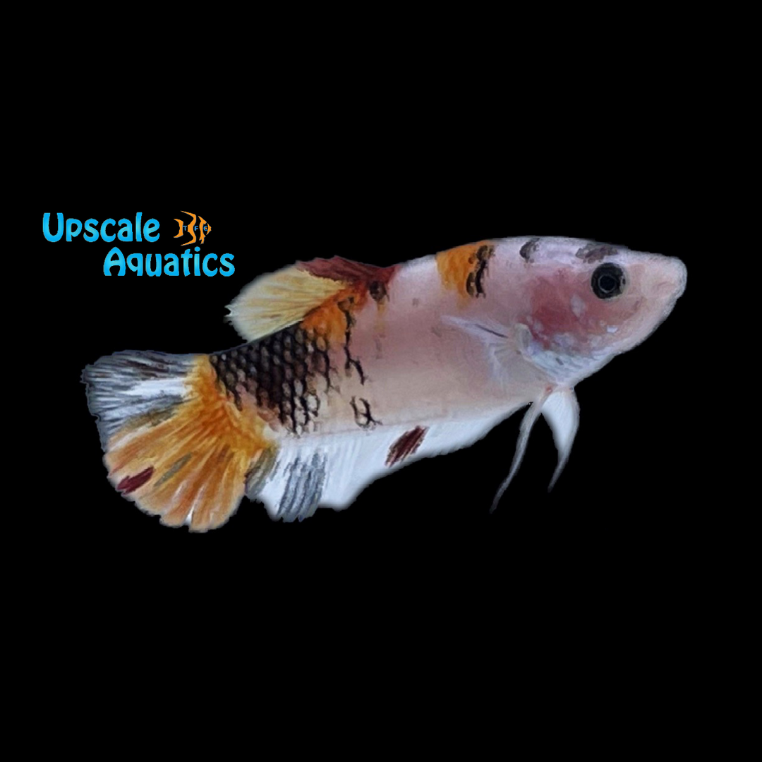 Koi Halfmoon Betta - Female (Betta splendens)