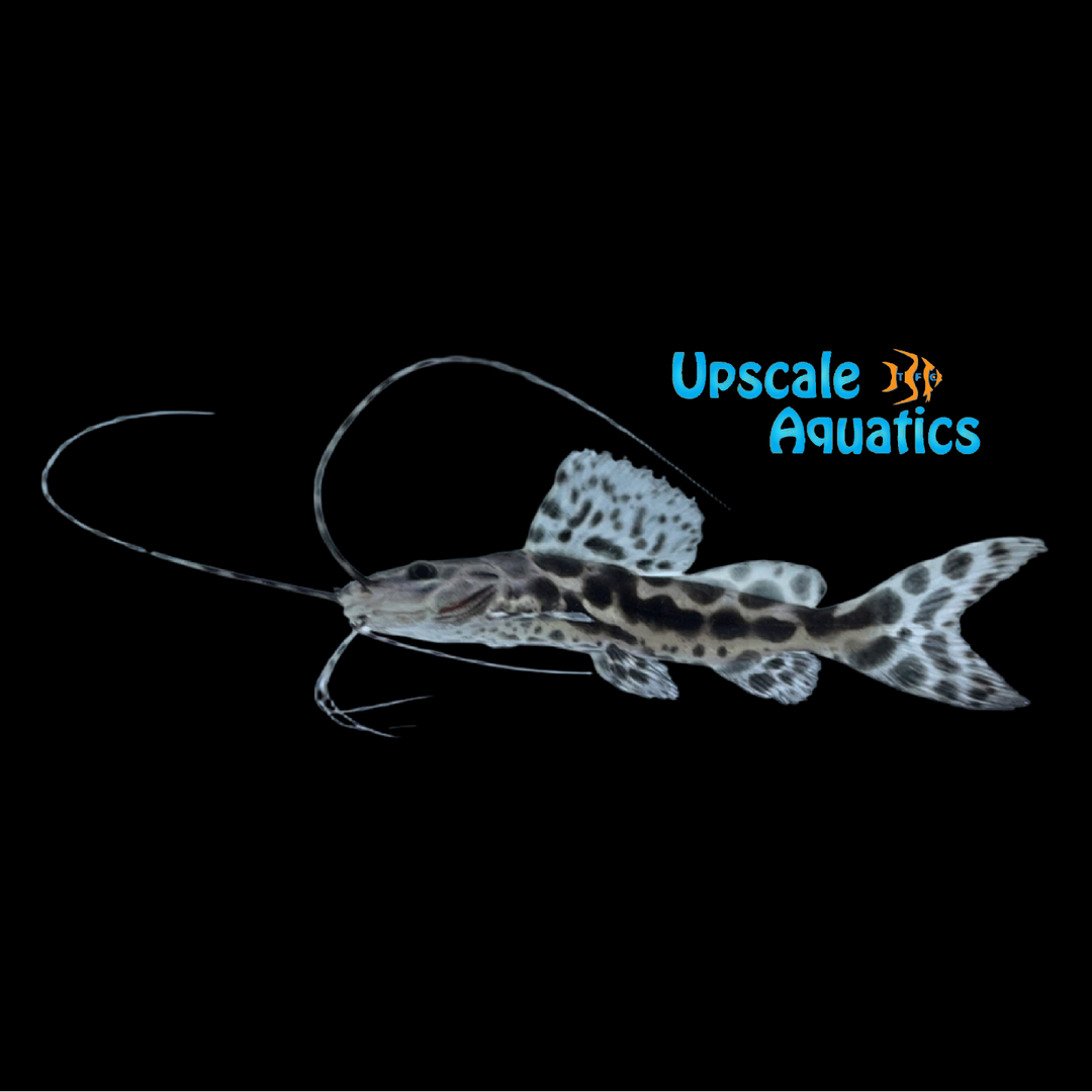 Sailfin Pim Catfish (Leiarus pictus)