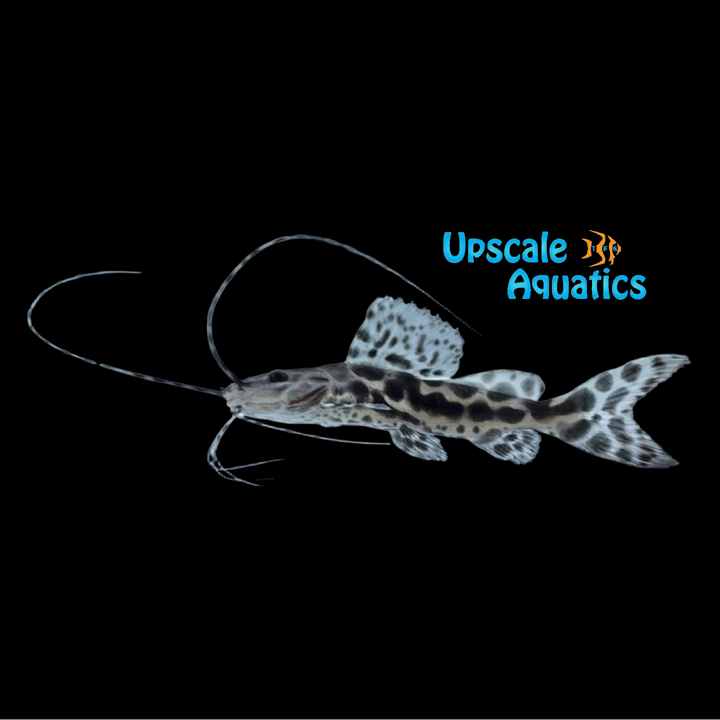 Sailfin Pim Catfish (Leiarus pictus)