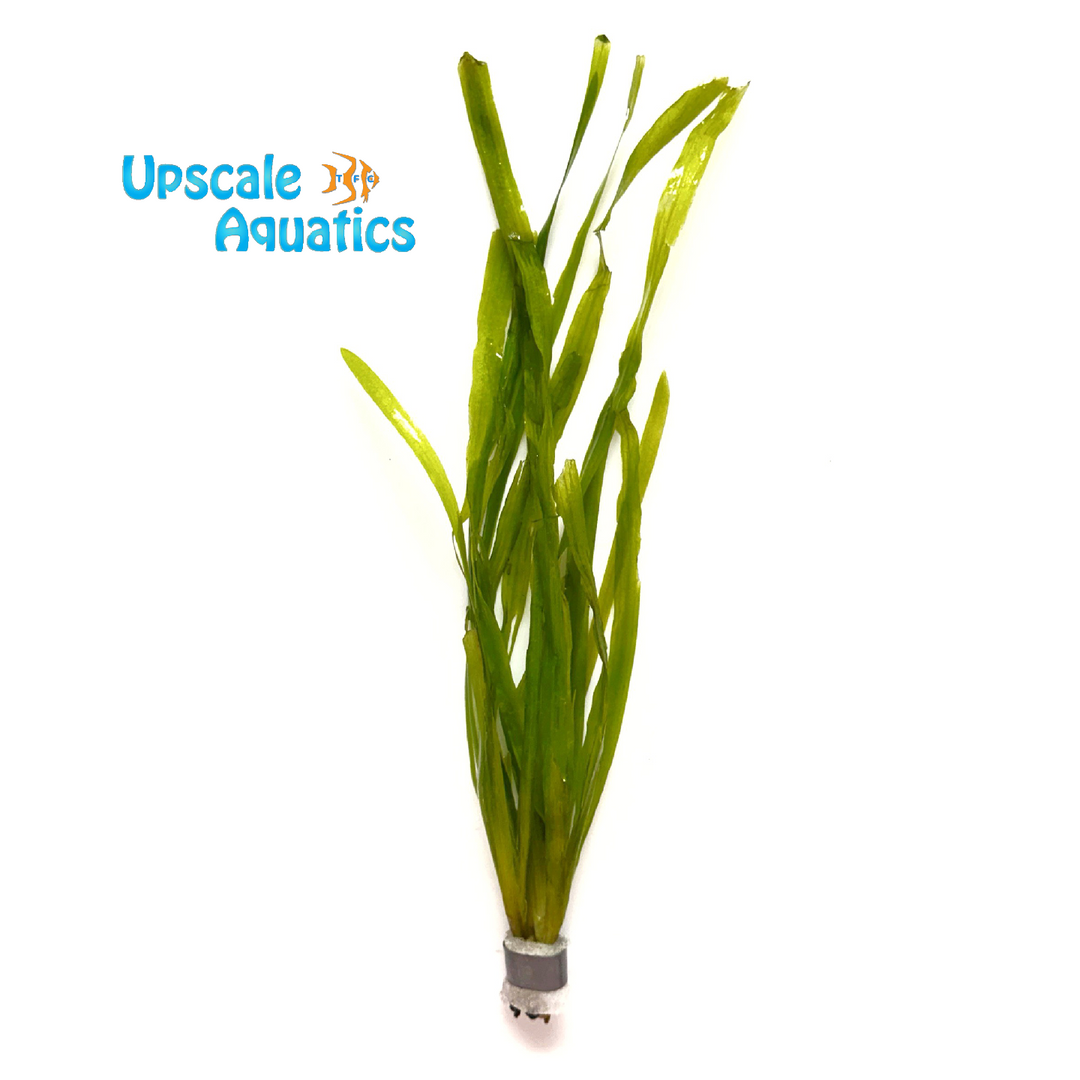 Spiralis Val (Vallisneria spiralis)