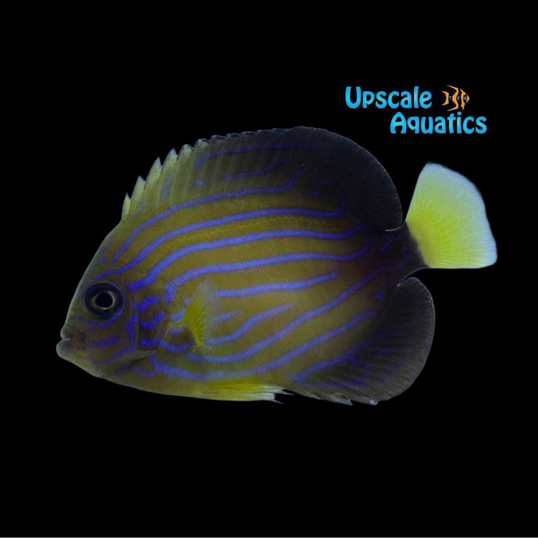 Blueline Angelfish (Chaetodontoplus septentrionalis)