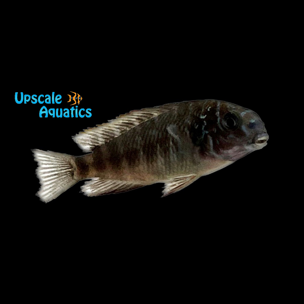 Sun Spot Tropheus (Tropheus moorii 'Mpulungu Kasakalawe')