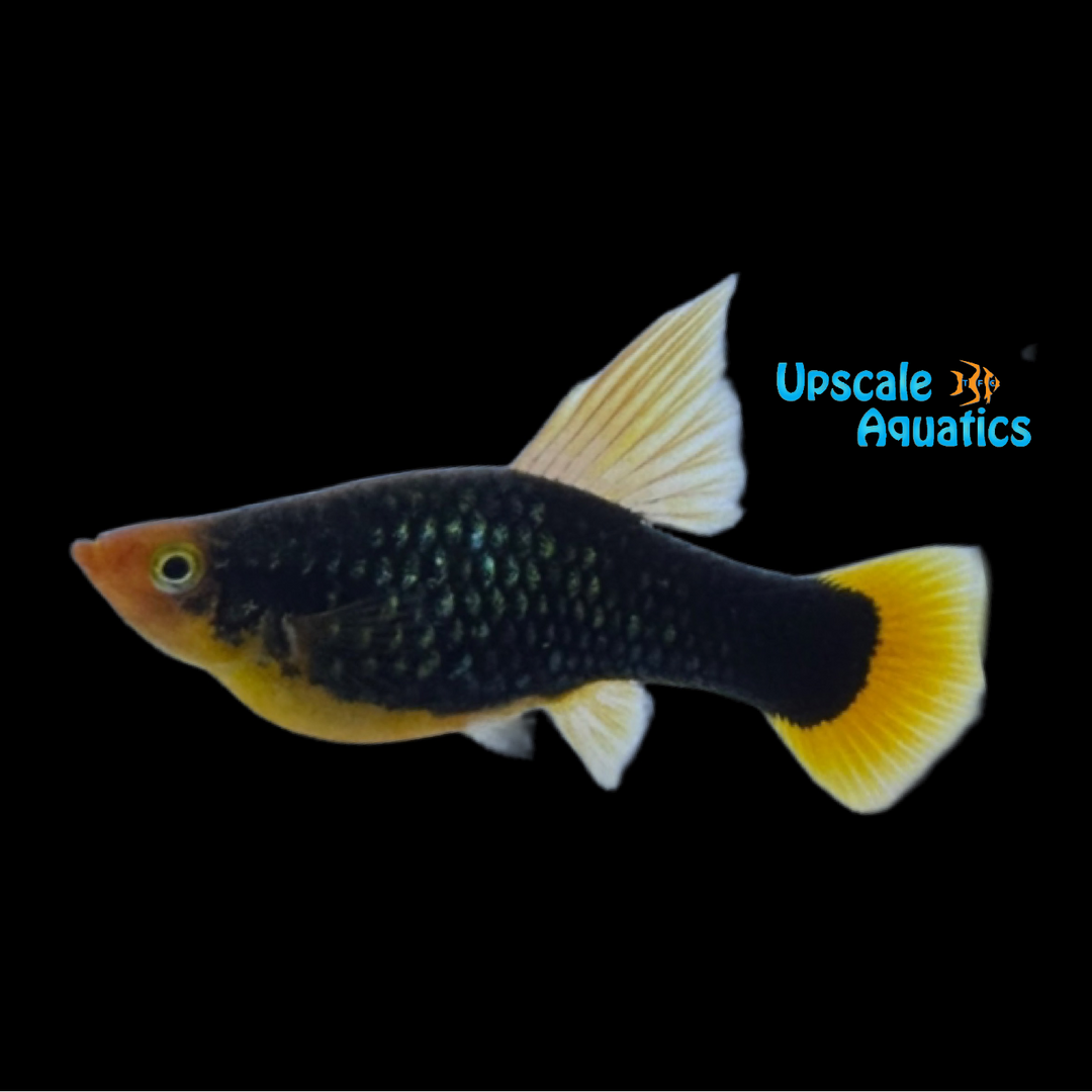 Highfin Hawaiian Variatus (Xiphophorus variatus)