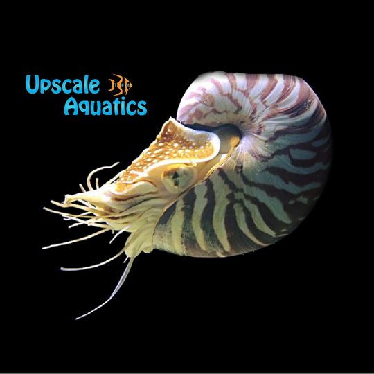 Chambered Nautilus (Nautilus pompilius) – Upscale Aquatics