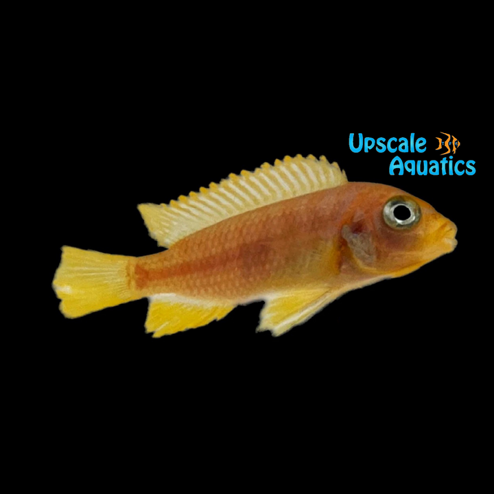 Maylandia Hajomaylandi (Metriaclima hajomaylandi 'Chizumulu Island')