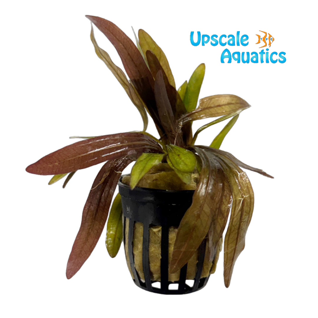 Narrow Leaf Red Rubin Sword (Echinodorus red rubin var)