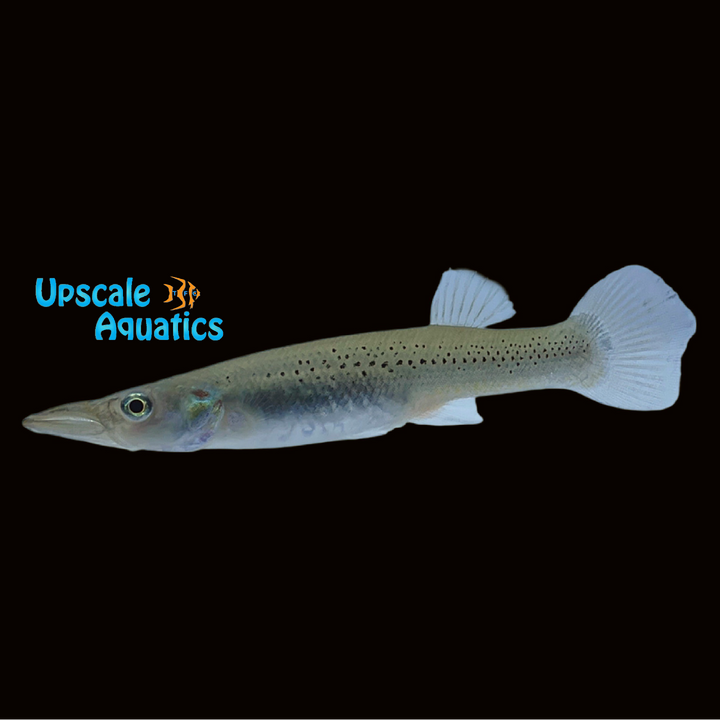 Pike Livebearer (Belonesox belizanus)