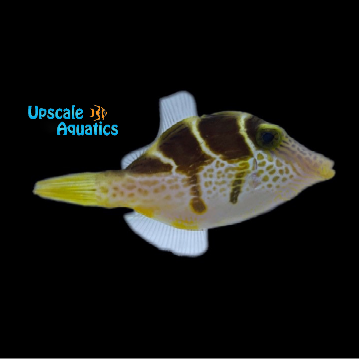 Mimic Saddle Puffer Filefish (Paraluterus prionurus)