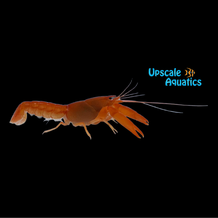 Extreme Red Lobster (Cherax holthuisi)