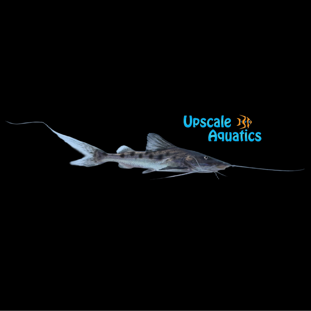 True Piraiba Catfish (Brachyplatystoma filamentosum)