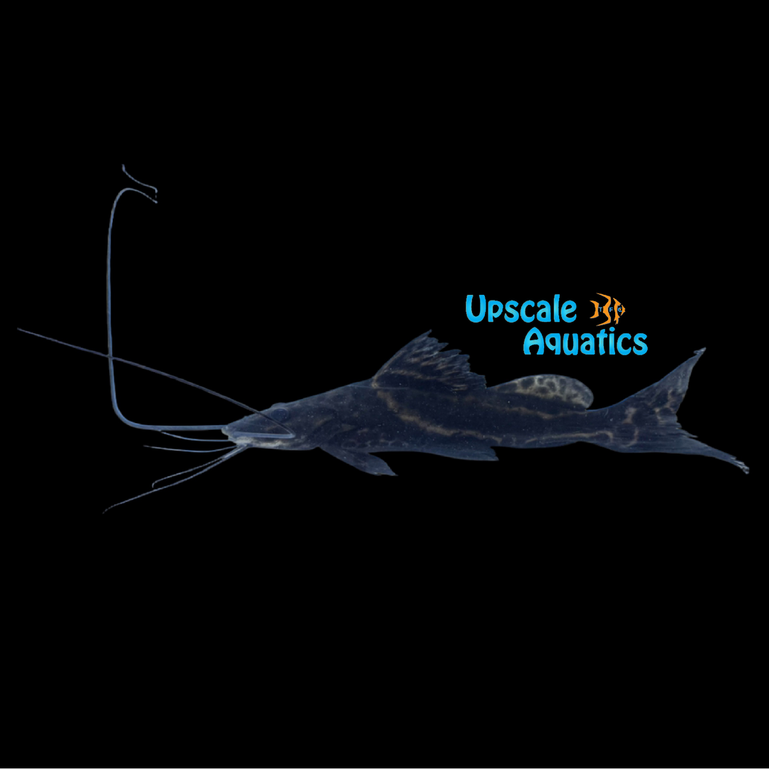 Sailfin Pim Catfish (Leiarus pictus)