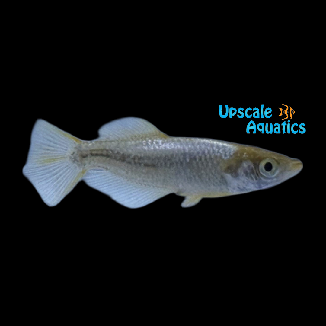 Tsumugi Medaka Ricefish (Oryzias latipes)