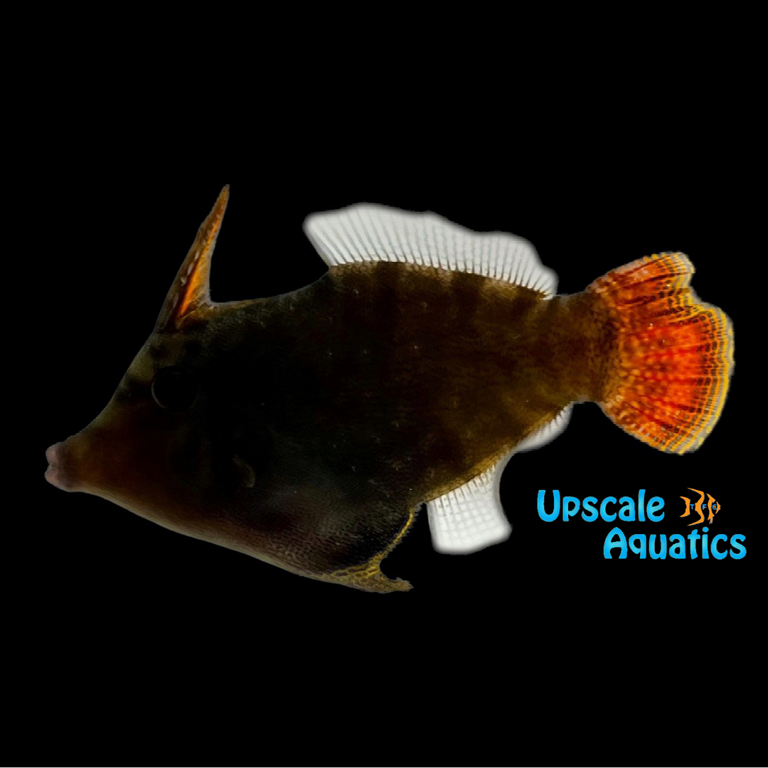 Redtail Filefish (Pervagor melanocephalus)