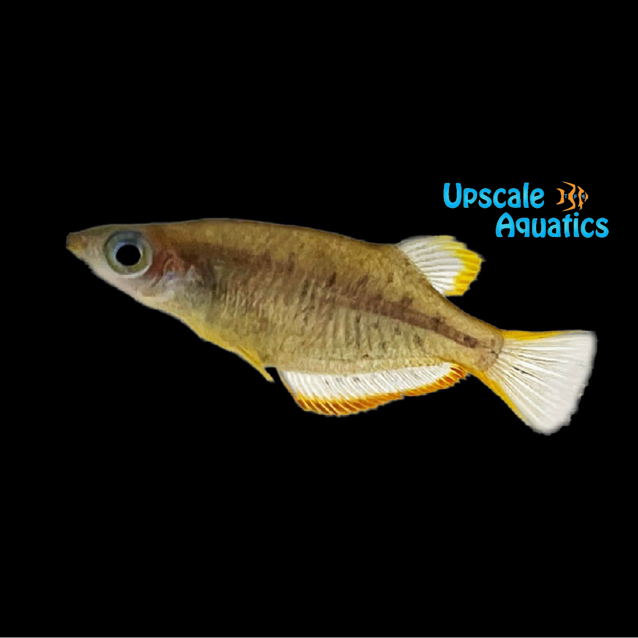 Yellowfin Ricefish (Oryzias profundicola) – Upscale Aquatics