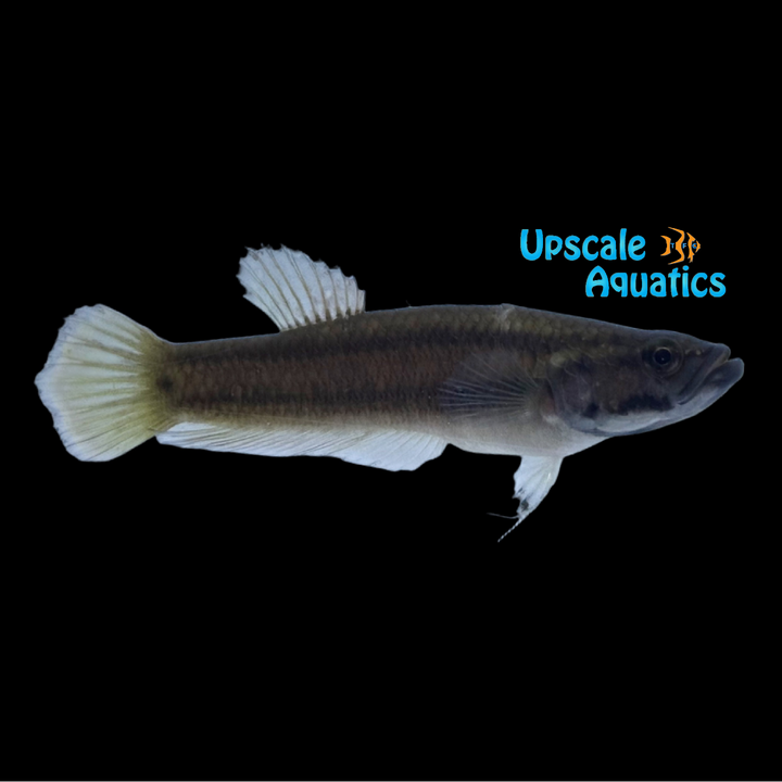 Brunei Beauty Betta (Betta macrostoma)