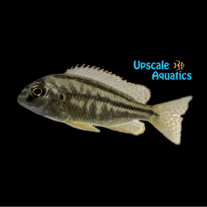 Malawi Bream Cichlid (Chilotilapia rhoadesii)