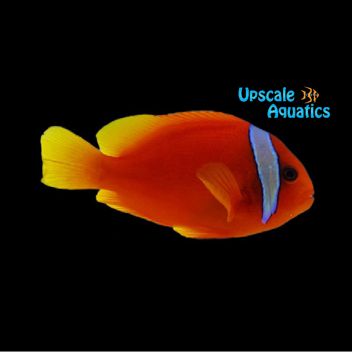Tomato Clownfish - Wild (Amphiprion frenatus)