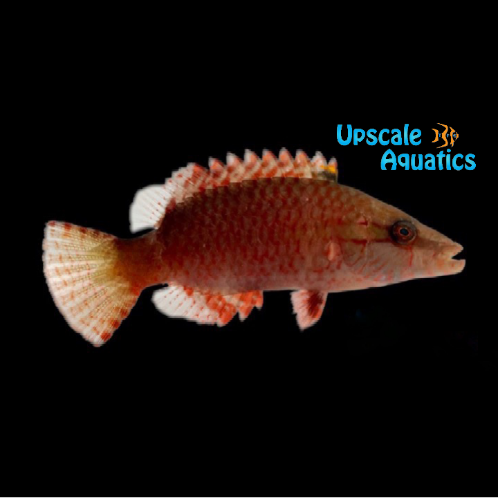Cheek Lined Moari Wrasse (Oxycheilinus digramma)
