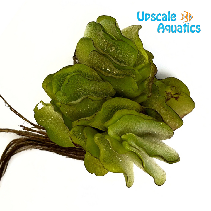 Salvinia Natans