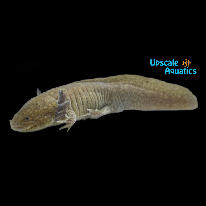 Copper Axolotl (Ambystoma mexicanum)