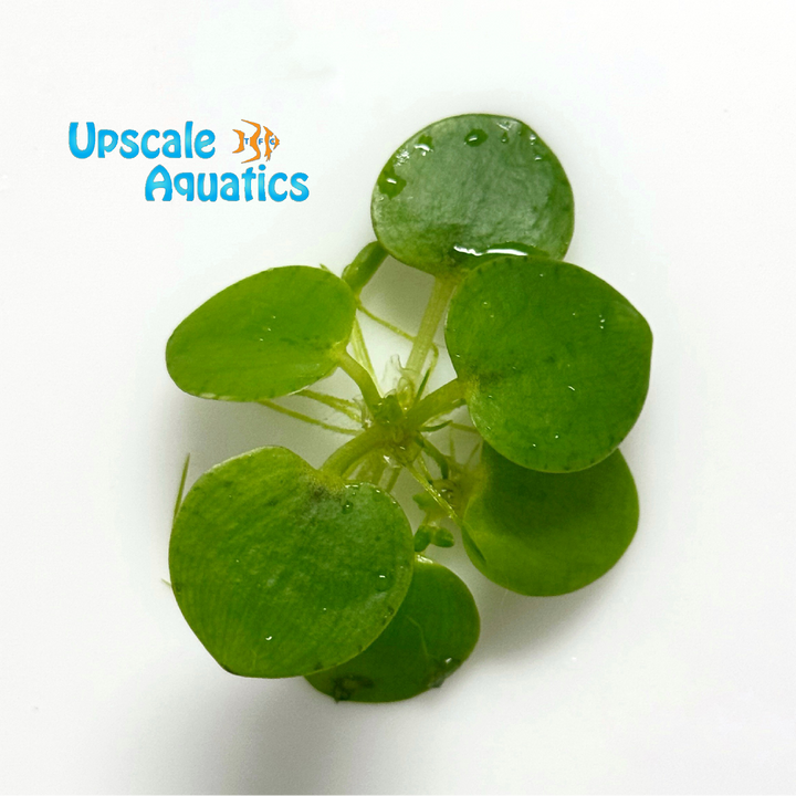 Amazon Frogbit (Limnobium laevigatum)
