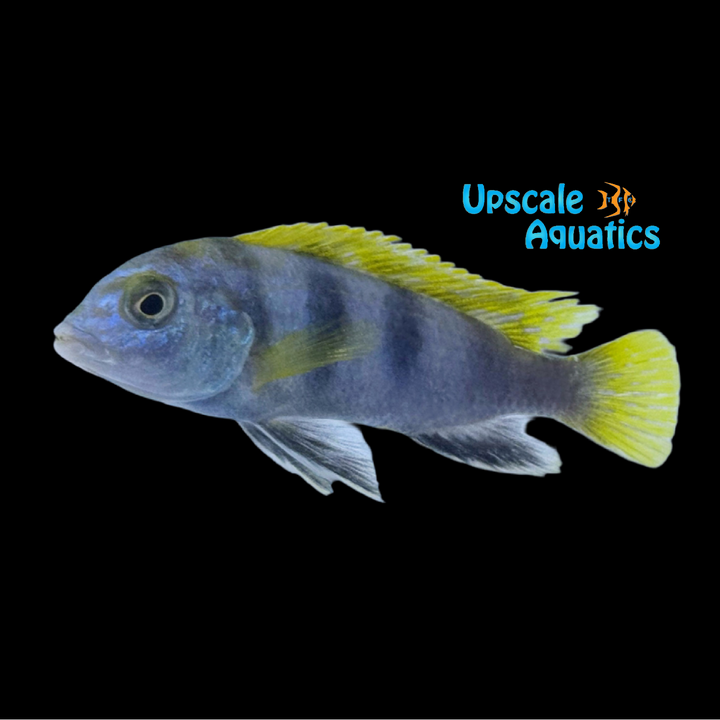 Perlmutt Cichlid (Labidochromis perlmutt)