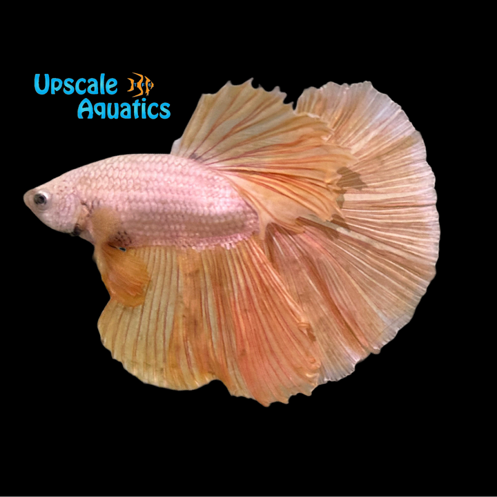 24K Gold Halfmoon Betta - Male (Betta splendens)