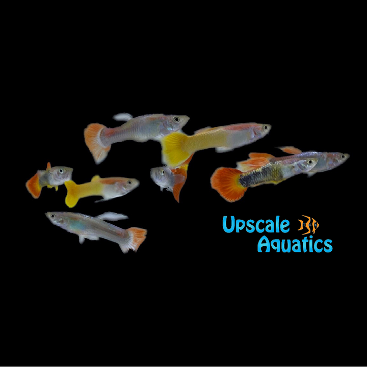 Premium Fancy Guppy - Male (Poecilia reticulata)