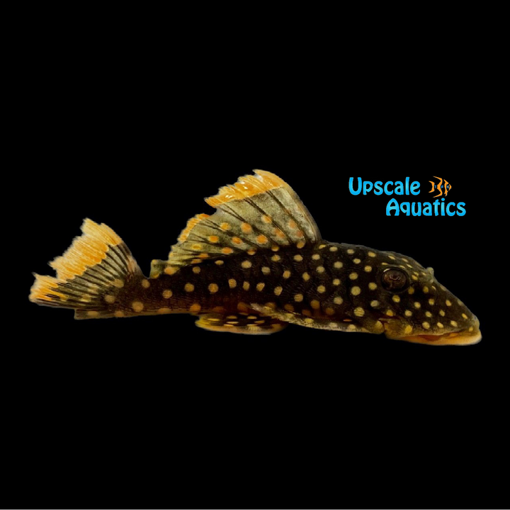 Big Spot Gold Nugget Pleco L177 (Baryancistrus xanthellus)