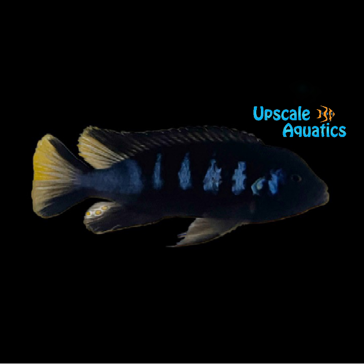 Pseudotropheus Elongatus Chewere